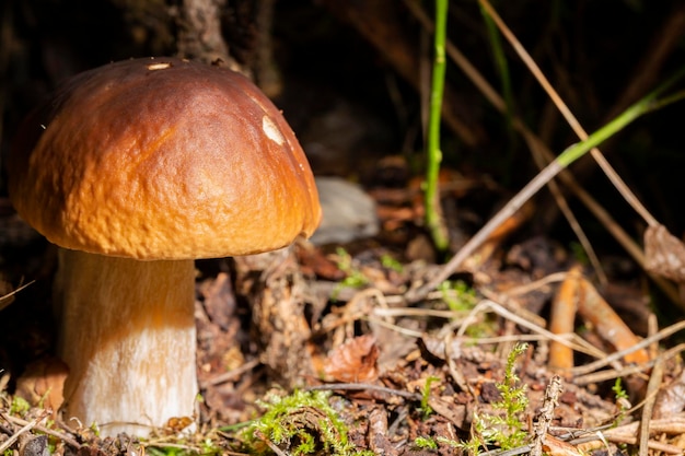 Porcini edible mushroom Boletus edulis Bull or borowik szlachetny prawy prawdziwek with brown cap grow in dense grass