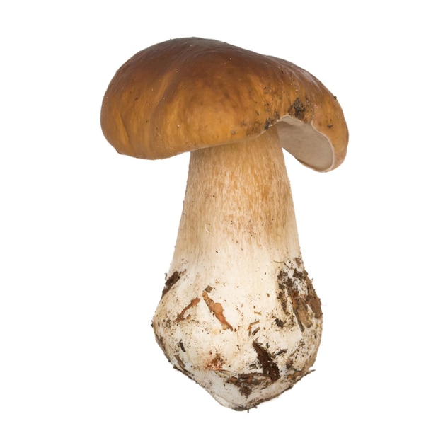 Porcini mushroom Cep isolated The natural color and texture