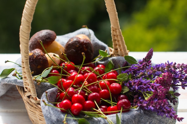 Porcini mushrooms and cherry berries in a basket Harvesting