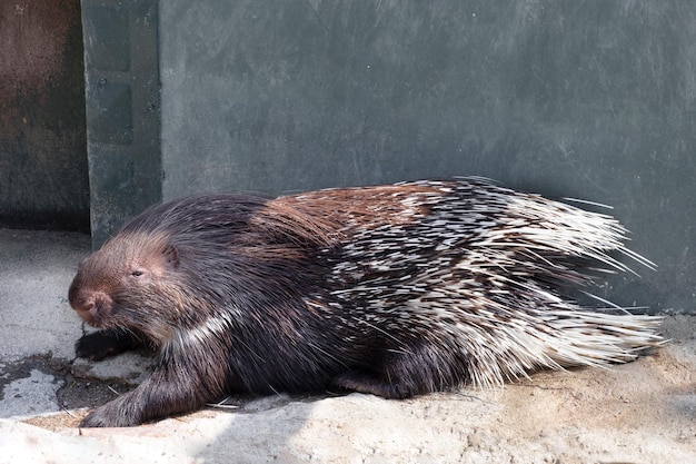 Porcupine lying on ground on background of gray wallCopyspace for text