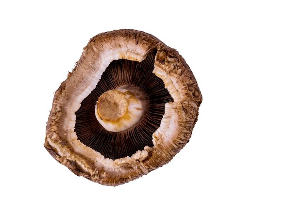 Photo portabella whole mushroom isolated on white surface. top view. close up.