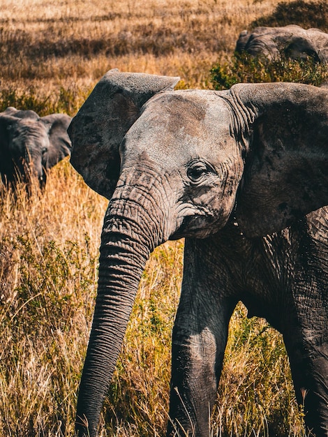 portait of a babe elphant in front of savannah serengetti africa