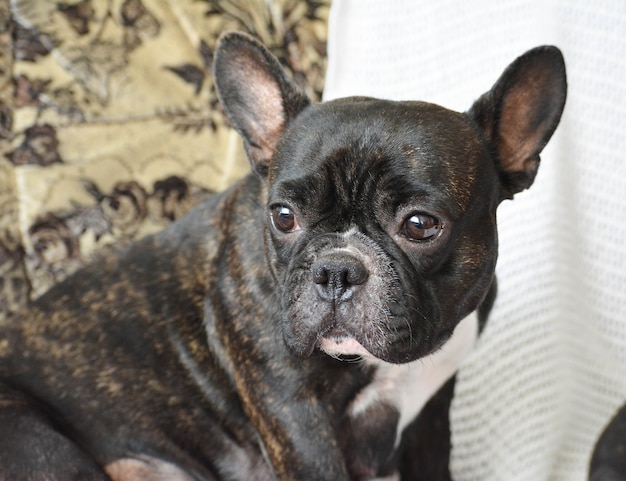 portait o beautiful dog of breed French Bulldog.