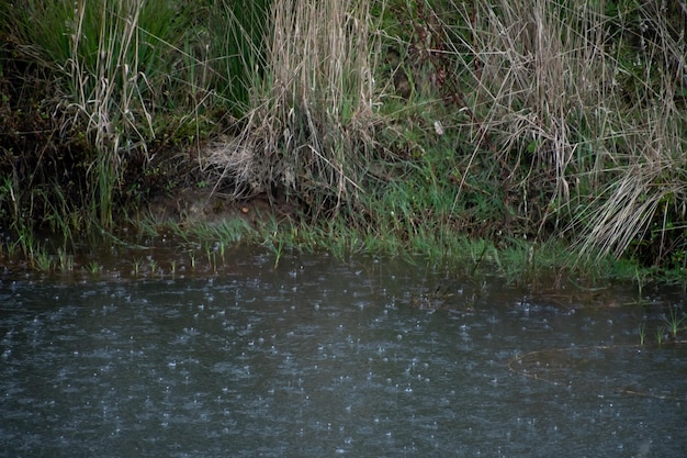 portarit photo of rainning and cloudy day raining on the pond