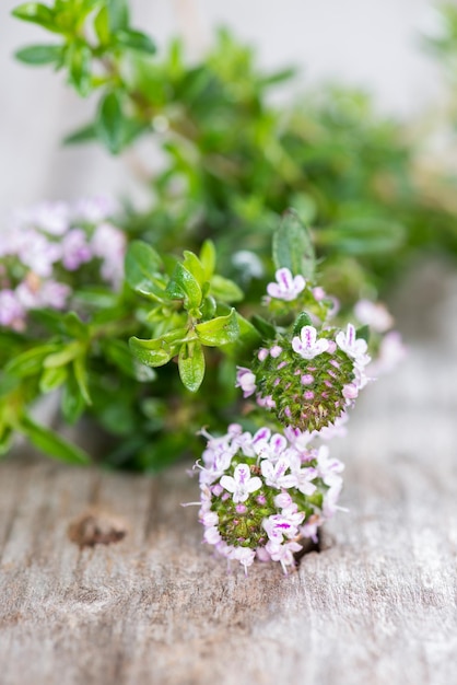 Portion of Winter Savory