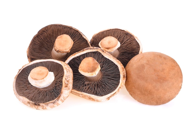 Portobello mushroom isolated on white background