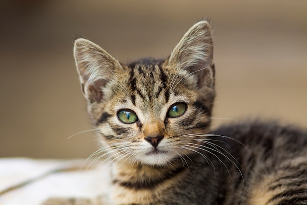 Portrain of beautiful serious looking kitten