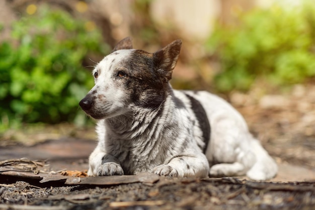 Portrait of an adorable black and white mongrel dog is lying in the backyard looking away