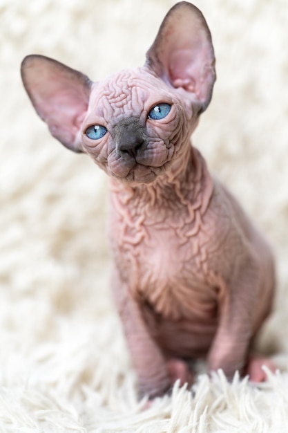 Portrait of adorable Canadian Sphynx Cat kitten with big blue eyes sitting