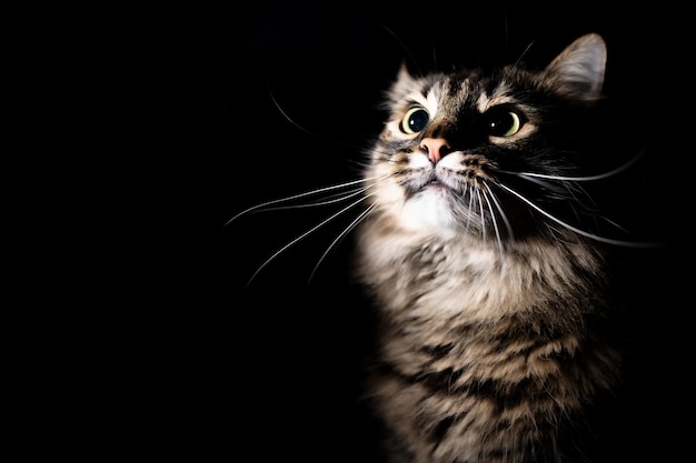 Portrait of an adorable cat on an isolated black background The cat looks up a little scared