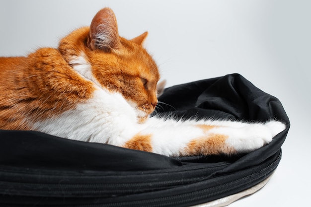 Portrait of adorable funny red and white cat chilling on black studio reflector