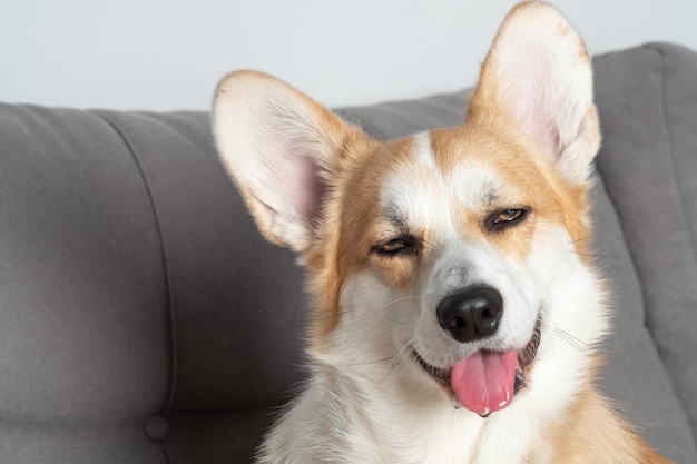 Portrait of adorable welsh corgi pembroke lying on a comfortable sofa