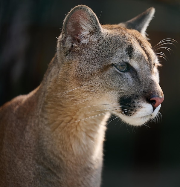 Portrait of an adult female cougar on a spring day