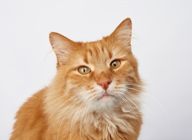 Portrait of an adult ginger cat on a white