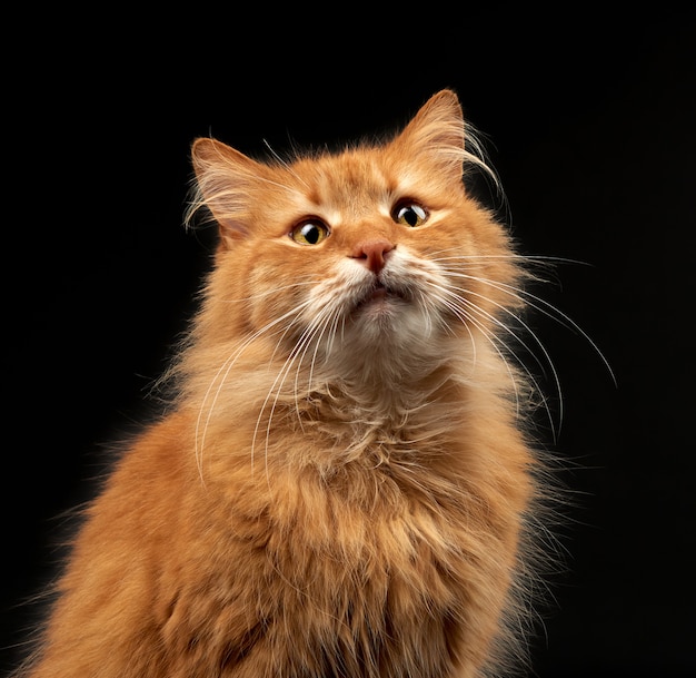 Portrait of an adult ginger red cat with a large white whiskers