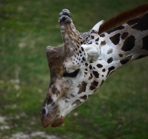 Portrait of an adult giraffe in nature