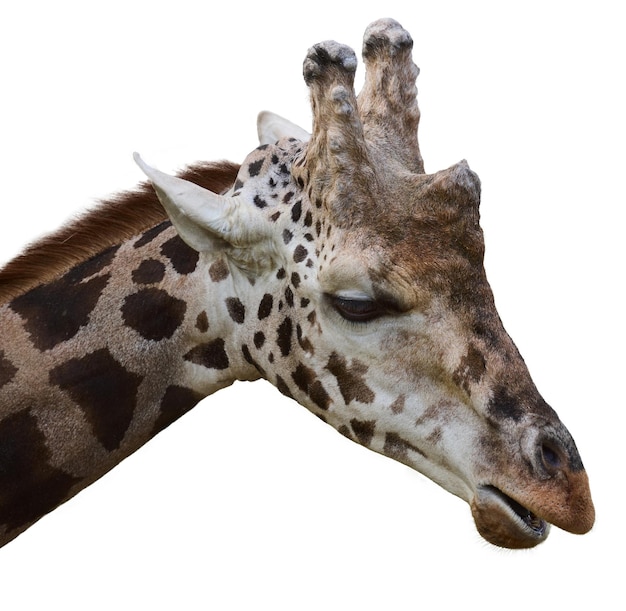 Portrait of an adult giraffe on a white isolated background