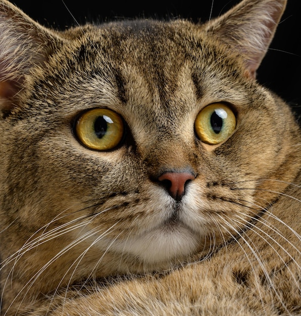 Portrait of an adult gray cat with yellow eyes on a black background