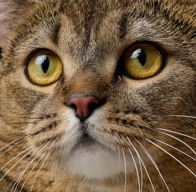 Portrait of an adult gray Scottish straight cat on a black background