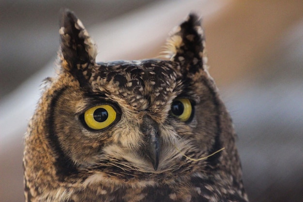 Photo portrait of an african eagle owl bubo africanus