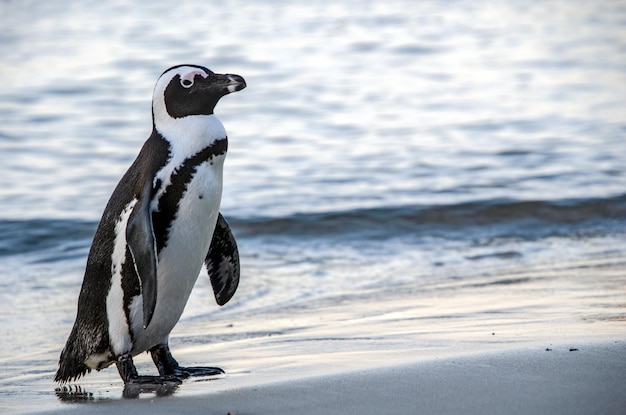 Portrait of an African penguin Sfeniscus demersus getting out of the water at sunset