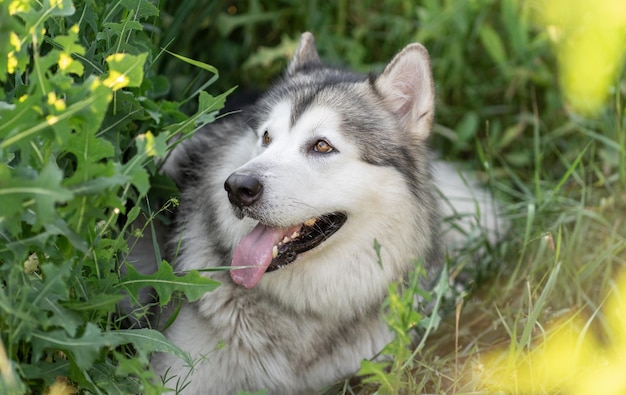 Portrait of Alaskan malamut dog