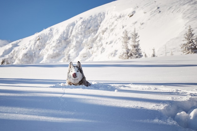 Portrait of Alaskan Malamute dog on snow Winter hiking in the mountains Carpathian mountains Ukraine