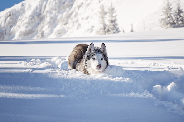 Portrait of Alaskan Malamute dog on snow Winter hiking in the mountains Carpathian mountains Ukraine