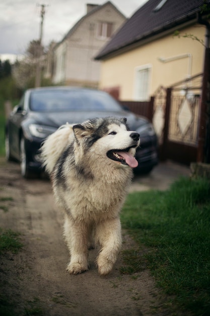 Portrait of Alaskan Malamute