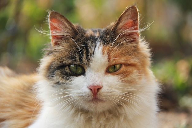 Portrait of amazingly beautiful multicolored young cat with green eyes and pink nose outdoors