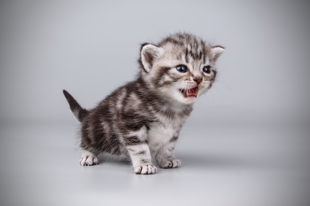 Portrait of an American shorthair cat on colored wall