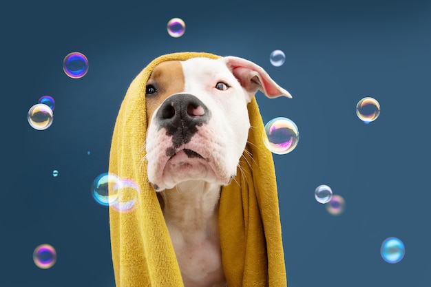 Portrait American Staffordshire dog ready to take a a shower wrapped with a yellow towel. Animal on blue colored surface with bubbles Puppy summer season