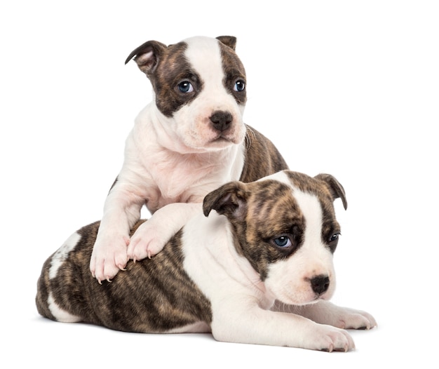 Portrait of American Staffordshire Terrier Puppy lying, against white background