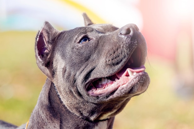 Portrait of Amstaff dog American Staffordshire Terrier close up outdoors