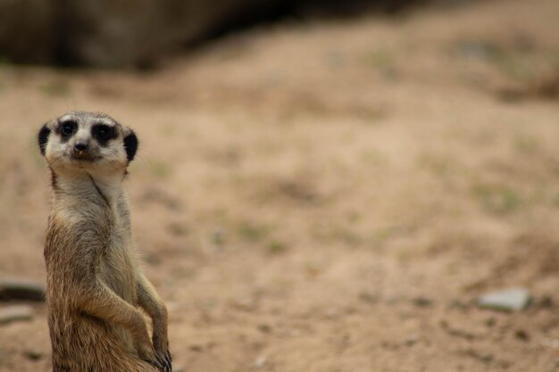 Photo portrait of an animal on field