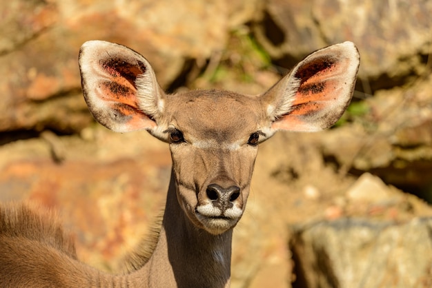 Portrait of antelope kudu (tragelaphus strepsiceros) female front sun in zoo pilsen