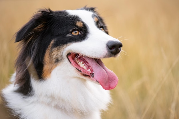 Portrait of Australian Shepherd dog in autumn meadow outdoors in nature