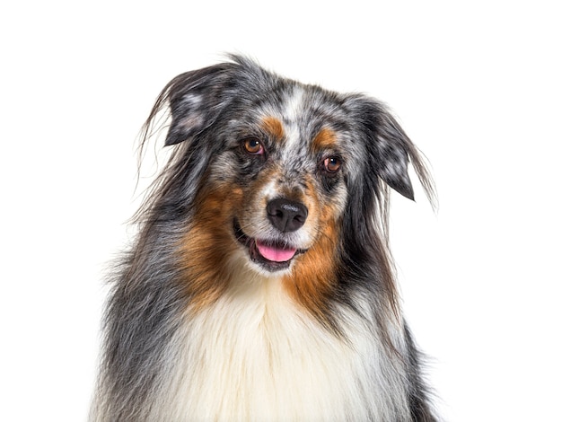 Portrait australian Shepherd panting, isolated, Head shot