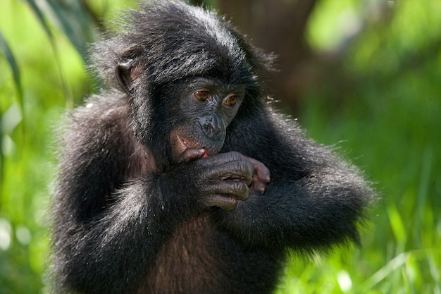 Portrait of a baby bonobo. Democratic Republic of Congo. Lola Ya Bonobo National Park.