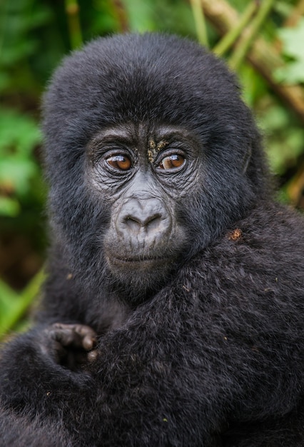 Portrait of the baby mountain gorilla. Uganda. Bwindi Impenetrable Forest National Park.