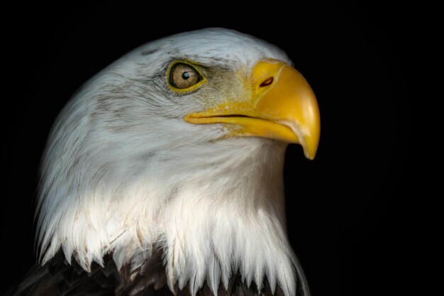 Portrait of a bald eagle Haliaeetus leucocephalus with an open beak isolated on black background