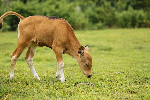 Portrait balinese brown color cow grazing in a meadow.