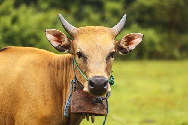 Portrait balinese brown color cow grazing in a meadow.