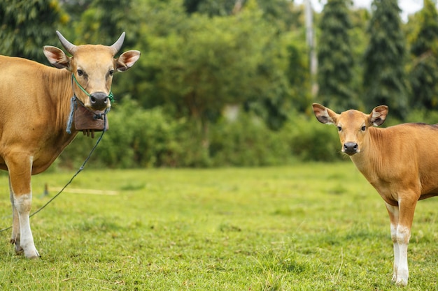 Portrait balinese brown color cow grazing in a meadow.