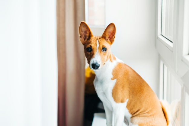 Portrait of basenji puppy dog at home on windowsill.Portrait of basenji puppy dog at home on windowsill.