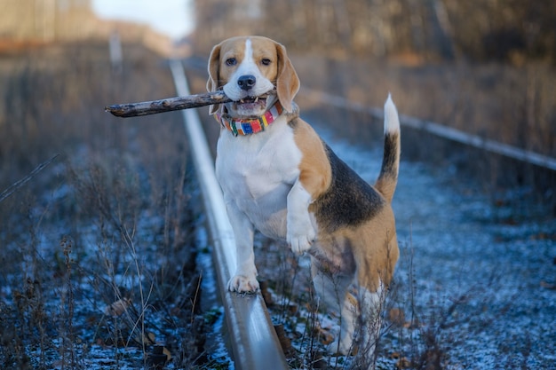 Portrait of a Beagle dog on a walk