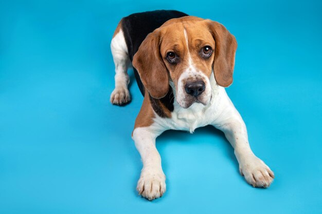 Portrait of a beagle looking at the camera on a blue background