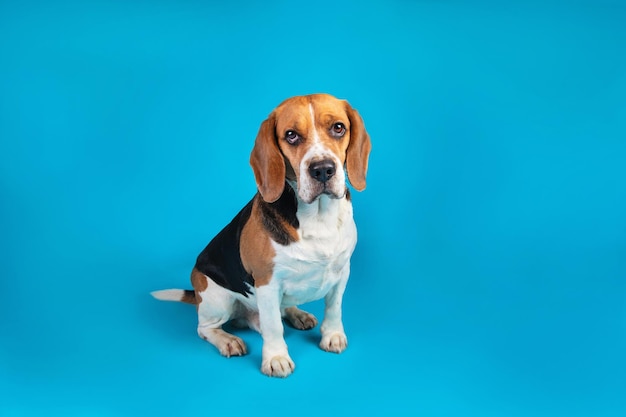 Portrait of a beagle looking at the camera on a blue background