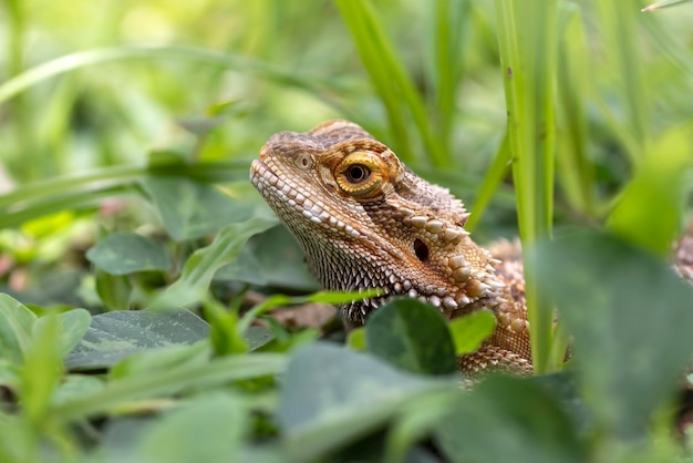 Portrait of a bearded dragon