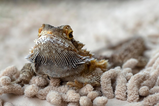 Portrait of a bearded dragon